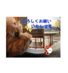 トイプードル ロック3（個別スタンプ：14）