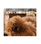 トイプードル ロック3（個別スタンプ：15）