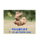 トイプードル ロック3（個別スタンプ：18）