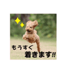 トイプードル ロック3（個別スタンプ：20）