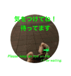 トイプードル ロック3（個別スタンプ：27）