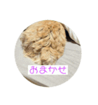 どさんこノーフォークのひと言（個別スタンプ：1）