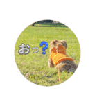 どさんこノーフォークのひと言（個別スタンプ：4）
