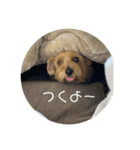 どさんこノーフォークのひと言（個別スタンプ：16）