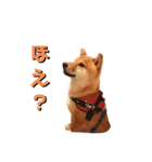 柴犬りゅう✨柴犬としたことが！（個別スタンプ：10）