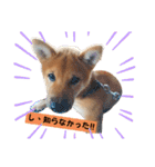 柴犬りゅう✨柴犬としたことが！（個別スタンプ：27）