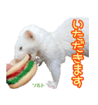 フェレズスタンプ⑥（個別スタンプ：11）