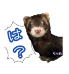 フェレズスタンプ⑥（個別スタンプ：15）