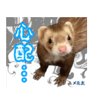 フェレズスタンプ⑥（個別スタンプ：16）