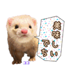 フェレズスタンプ⑥（個別スタンプ：23）