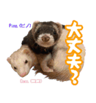 フェレズスタンプ⑥（個別スタンプ：27）