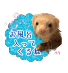 フェレズスタンプ⑥（個別スタンプ：29）