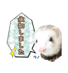 フェレズスタンプ⑥（個別スタンプ：33）