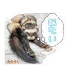 フェレズスタンプ⑥（個別スタンプ：37）