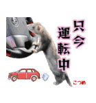 フェレズスタンプ⑥（個別スタンプ：39）