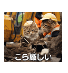 現場猫〜工事編〜（個別スタンプ：9）