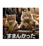 現場猫〜工事編〜（個別スタンプ：27）