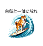 ドット絵 サーファー 柴犬 40種 サーフィン（個別スタンプ：8）