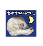 動く猫 そいちゃんスタンプ（個別スタンプ：5）