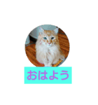 うちのねこちゃん☆（個別スタンプ：1）
