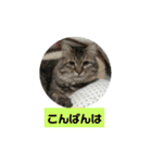 うちのねこちゃん☆（個別スタンプ：3）