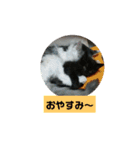 うちのねこちゃん☆（個別スタンプ：4）