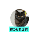 うちのねこちゃん☆（個別スタンプ：5）
