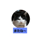うちのねこちゃん☆（個別スタンプ：6）