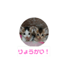 うちのねこちゃん☆（個別スタンプ：7）