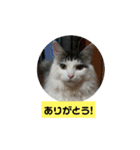 うちのねこちゃん☆（個別スタンプ：8）