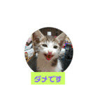 うちのねこちゃん☆（個別スタンプ：12）