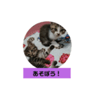 うちのねこちゃん☆（個別スタンプ：13）