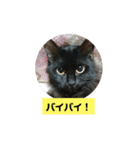 うちのねこちゃん☆（個別スタンプ：14）