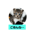 うちのねこちゃん☆（個別スタンプ：16）