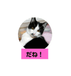 うちのねこちゃん☆（個別スタンプ：18）