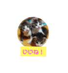 うちのねこちゃん☆（個別スタンプ：19）