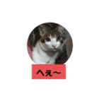 うちのねこちゃん☆（個別スタンプ：20）