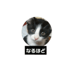 うちのねこちゃん☆（個別スタンプ：21）