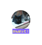 うちのねこちゃん☆（個別スタンプ：22）
