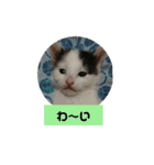 うちのねこちゃん☆（個別スタンプ：23）