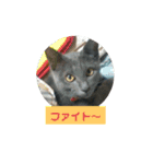うちのねこちゃん☆（個別スタンプ：24）