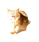 【我が家の猫】ソマリのこはく（個別スタンプ：1）