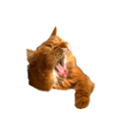 【我が家の猫】ソマリのこはく（個別スタンプ：2）