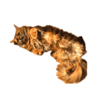 【我が家の猫】ソマリのこはく（個別スタンプ：3）