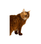 【我が家の猫】ソマリのこはく（個別スタンプ：5）