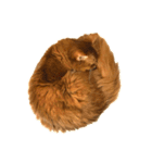 【我が家の猫】ソマリのこはく（個別スタンプ：6）