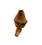 【我が家の猫】ソマリのこはく（個別スタンプ：7）