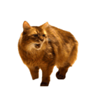 【我が家の猫】ソマリのこはく（個別スタンプ：9）
