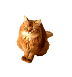 【我が家の猫】ソマリのこはく（個別スタンプ：10）