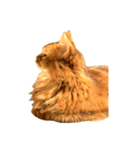 【我が家の猫】ソマリのこはく（個別スタンプ：11）